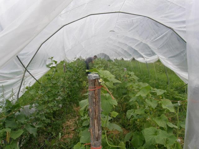 Un tunnel chenille à la ferme aux légumes d'Hiverts